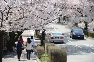 寿楽荘の桜並木