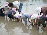 田植えのようす