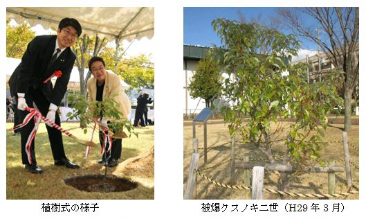 被爆クスノキ二世の植樹のようすと現