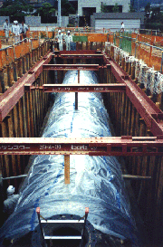 耐震性貯水槽の設置作業の写真
