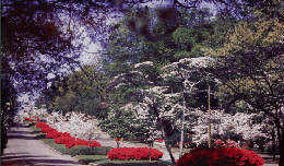 オーガスタ・リッチモンドの花の写真