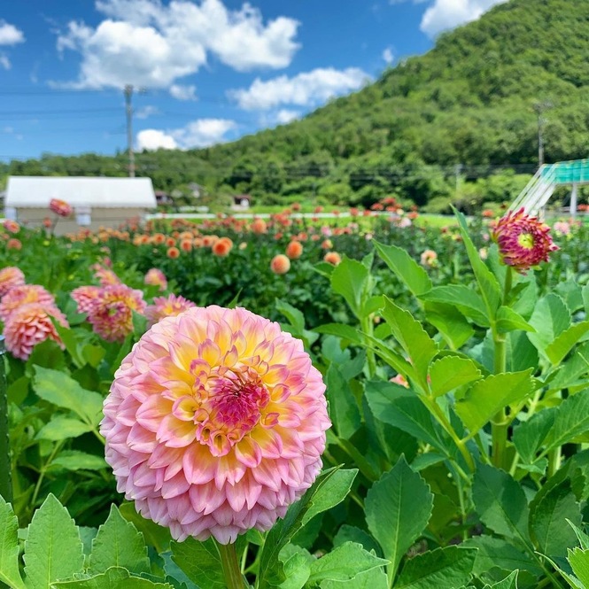 ダリア園写真