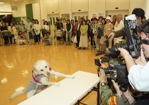 介助犬シンシアがダイエー宝塚中山店でデモンストレーション