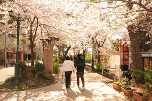 花のみちの桜