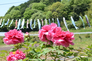 No.9 長谷牡丹園2015