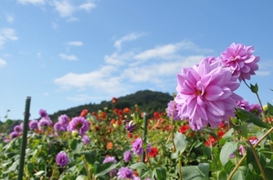 No.1 ダリア花つみ園1