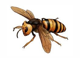 スズメバチの画像