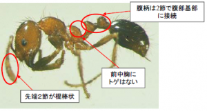 アカカミアリ　写真提供先「環境省」