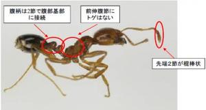 ヒアリ 写真提供先「環境省」