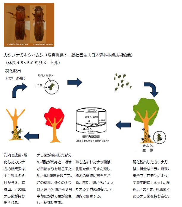 ナラ枯れのメカニズム