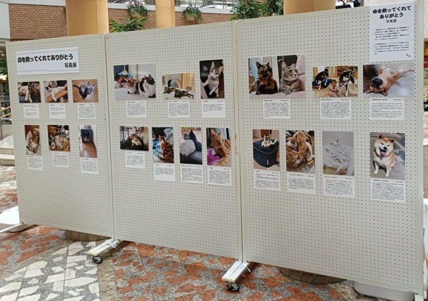 パネル展の様子