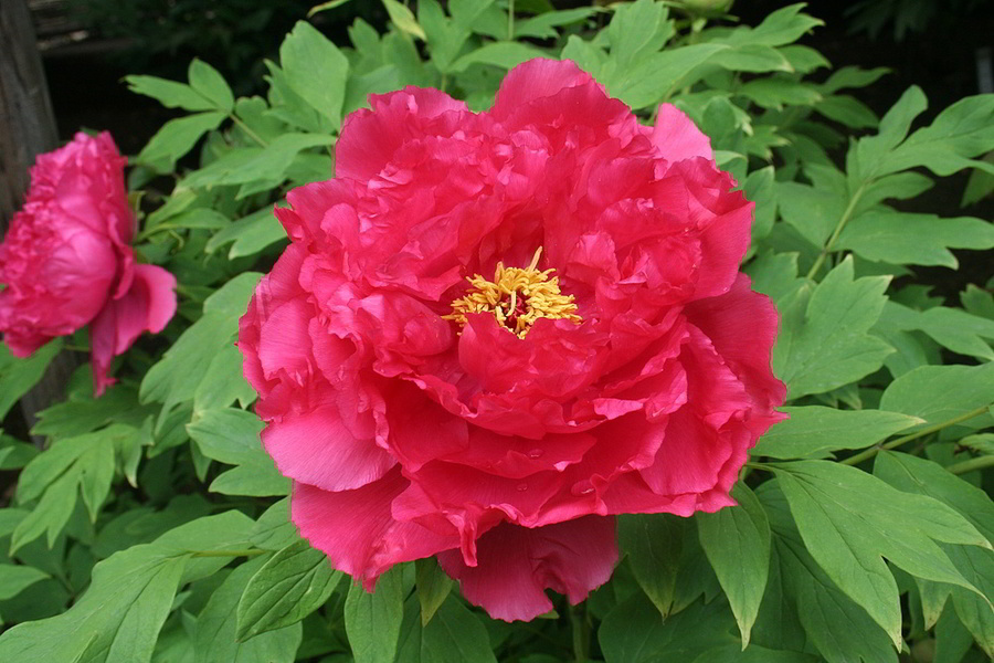 牡丹（金覆輪）