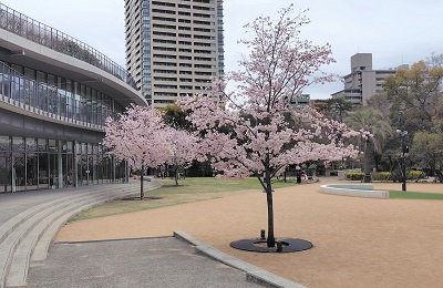 桜