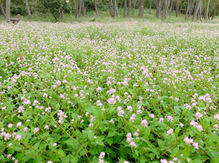 北雲雀きずきの森6