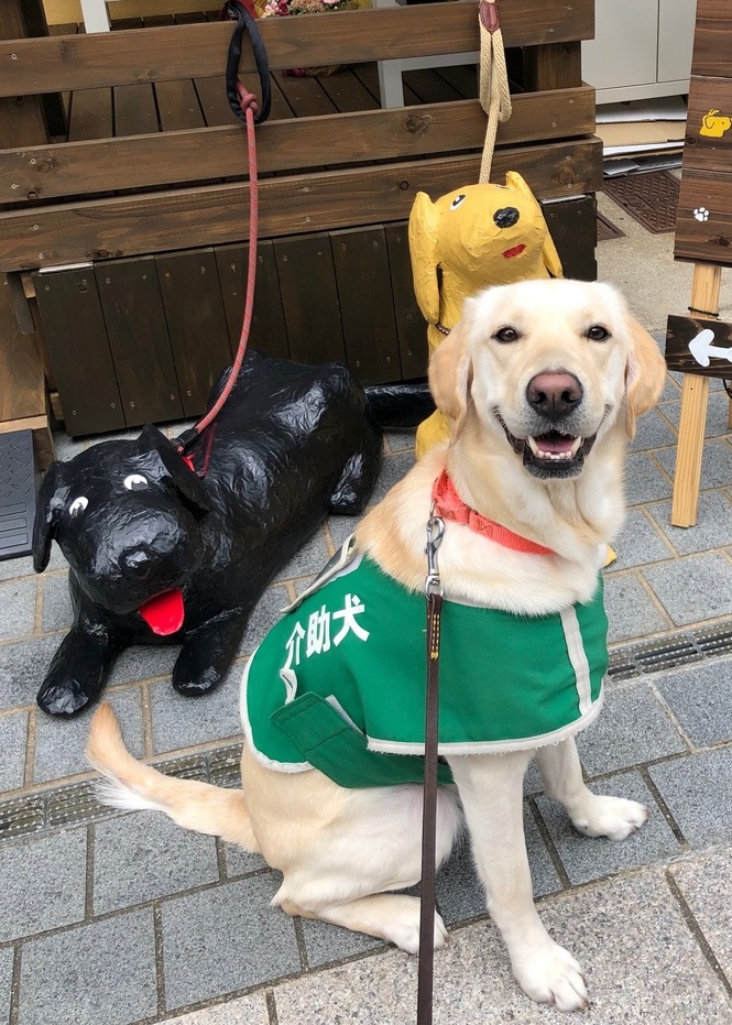 ラブラドールとゴールデンの雑種である介助犬のココス