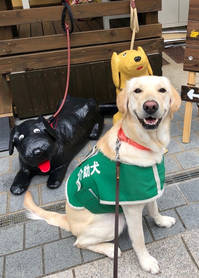 ラブラドールとゴールデンの雑種である介助犬のココス