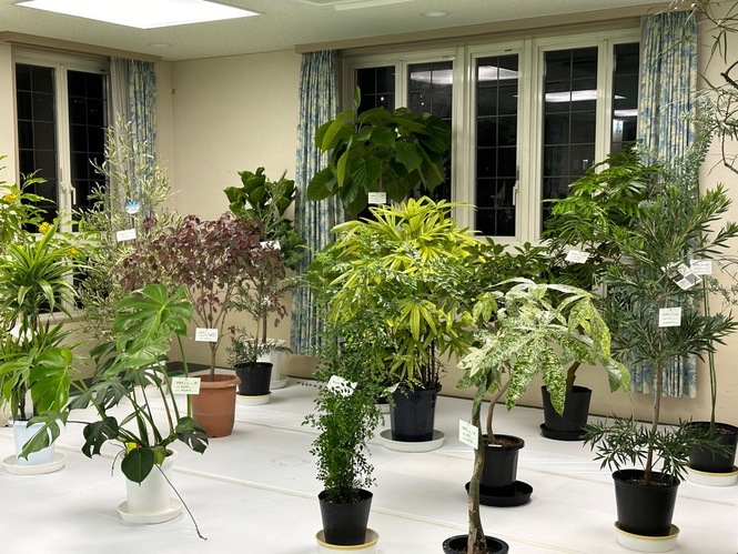 兵庫県・宝塚観賞植物品評会　会場写真（1）