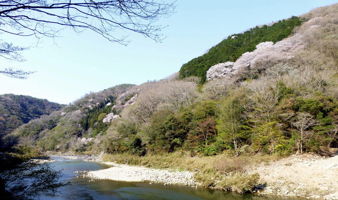武庫川対岸から見た桜の園
