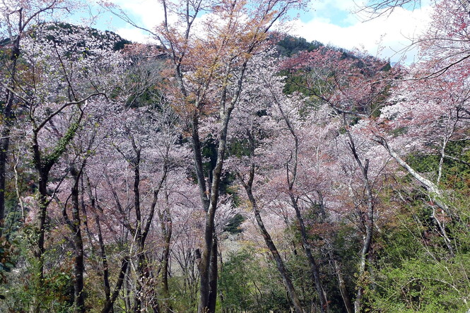 桜坂のヤマザクラ