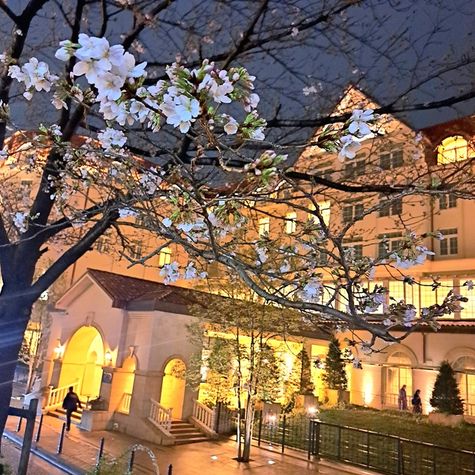 宝塚ホテル前の桜