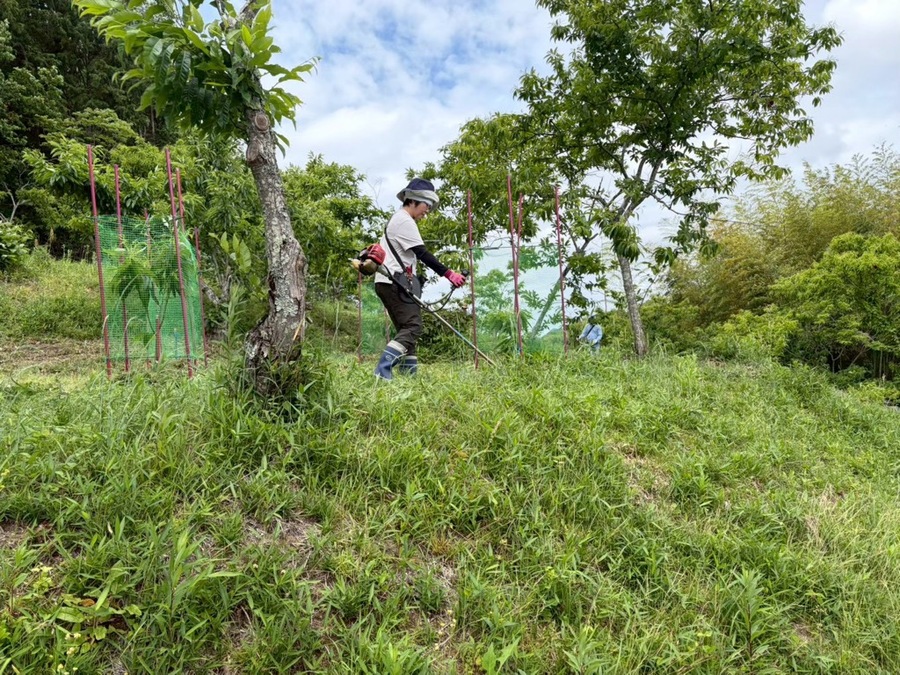 草刈り