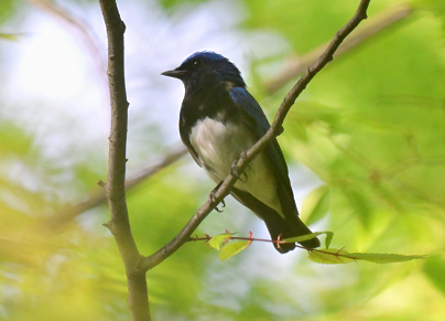 オオルリ(オス)