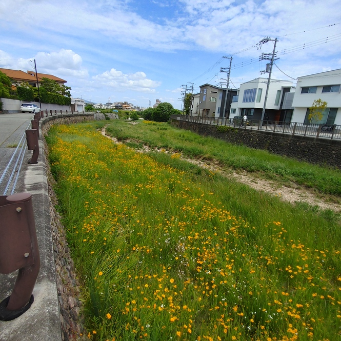 オオキンケイギク駆除前