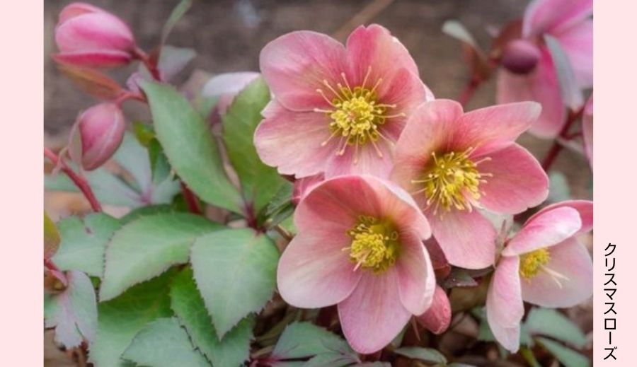 クリスマスローズの写真