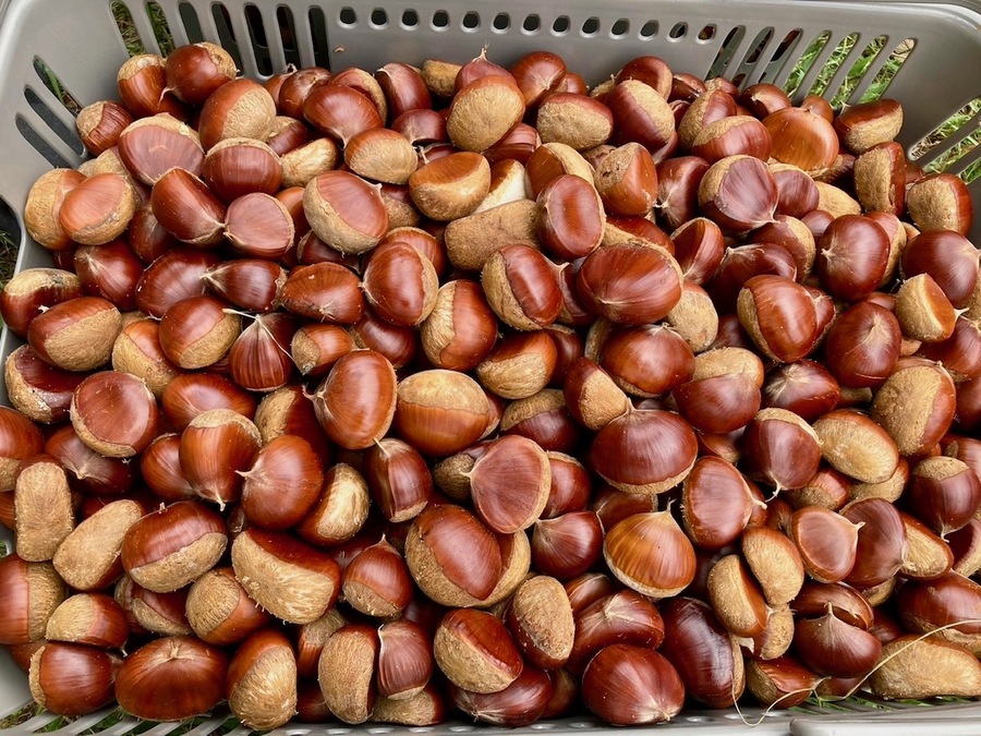 栗園再生プロジェクト