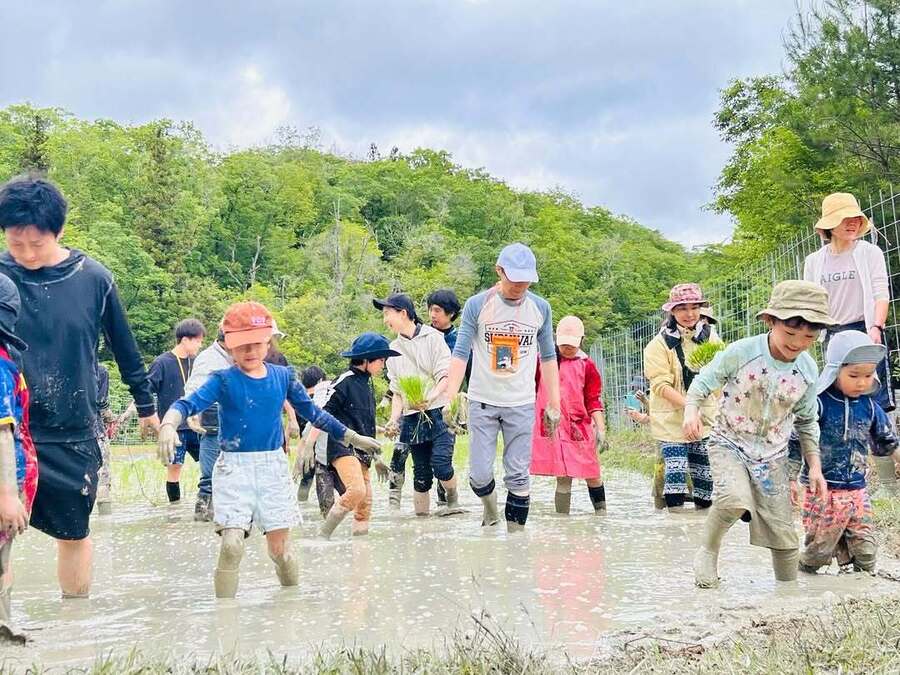 田植え