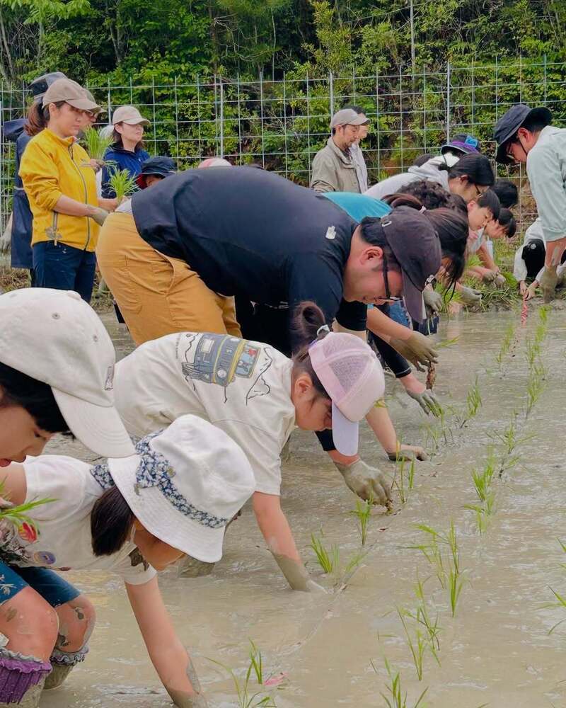 田植え写真