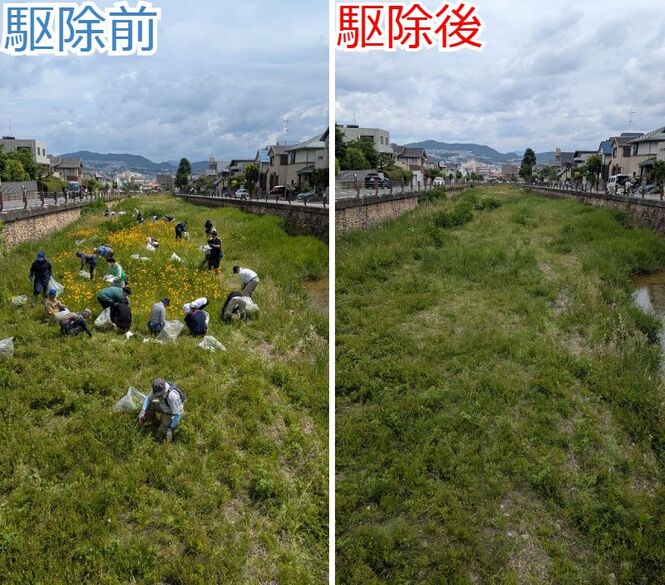 駆除前と駆除後の画像