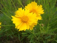 オオキンケイギク写真