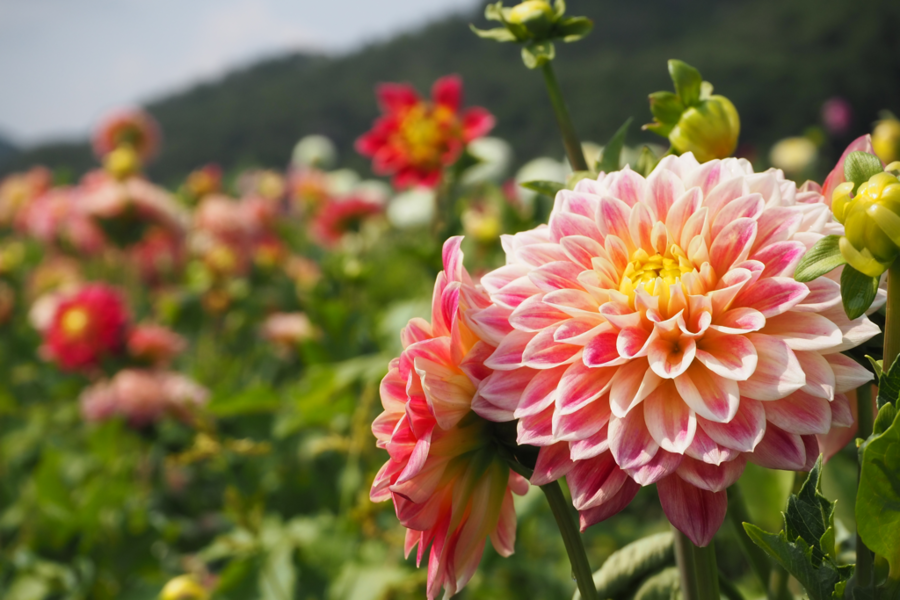 ダリア（宝塚ダリア園）