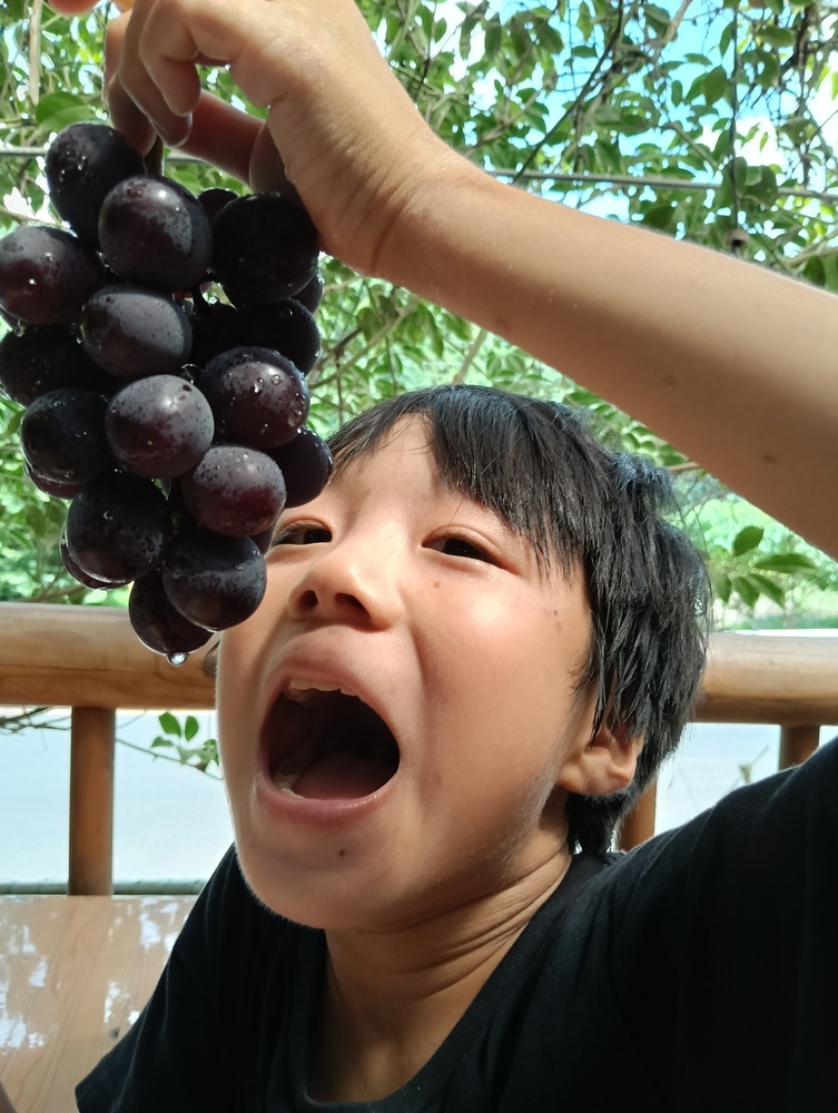 ぶどう狩り写真