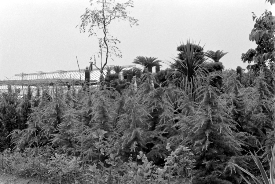 昭和31年に撮影した山本の植木産業の写真