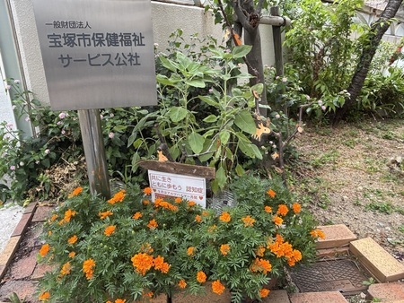 ステップハウス宝塚のオレンジガーデニング画像