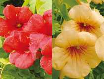 のうぜんかずら タカラヅカシリーズの写真