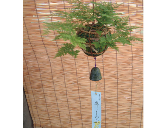 つりしのぶの写真