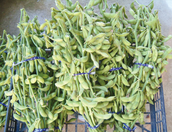 宝塚西谷黒大豆枝豆｜宝塚市公式ホームページ