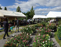 宝塚植木まつりの写真