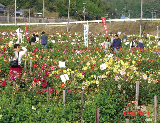 宝塚ダリア園の写真