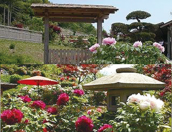 宝塚・長谷牡丹園の写真