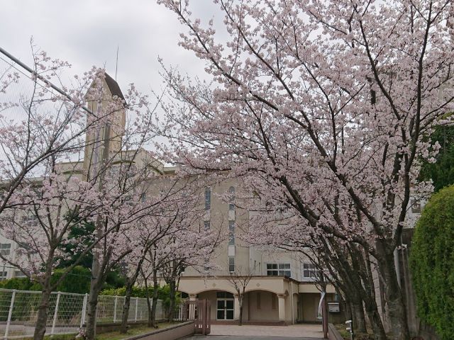 桜