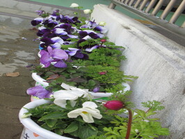 anemone