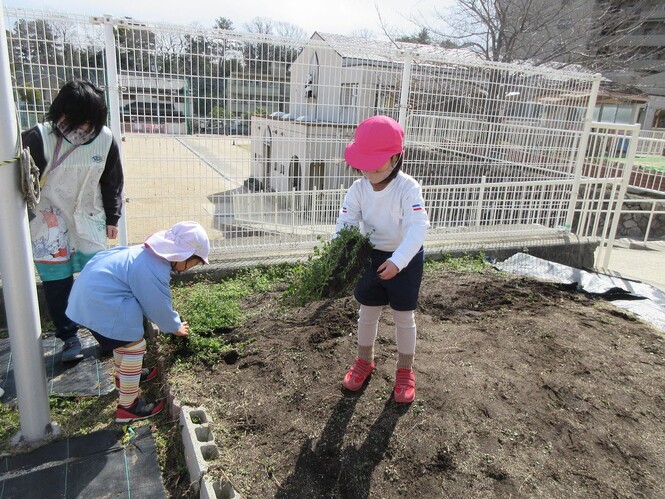 畑の草引きをしている子どもの写真