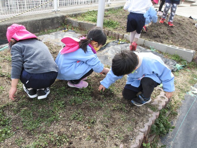 畑の草引きをしている子どもの写真