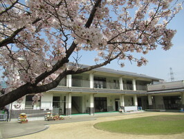 sakura