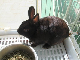 usagi