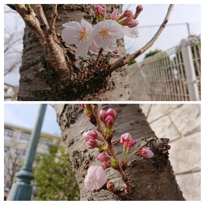 桜の開花